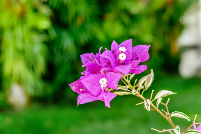 Изображение особи род Bougainvillea.
