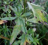 Cirsium setosum. Боковой олиственный побег и желтеющий лист. Московская обл., г. Электрогорск, залежь на северном берегу Стахановского озера. 14.08.2016.