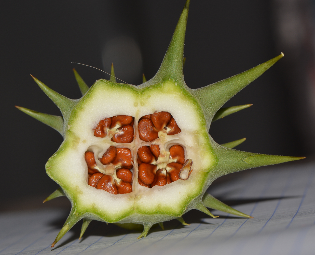 Image of Datura ferox specimen.