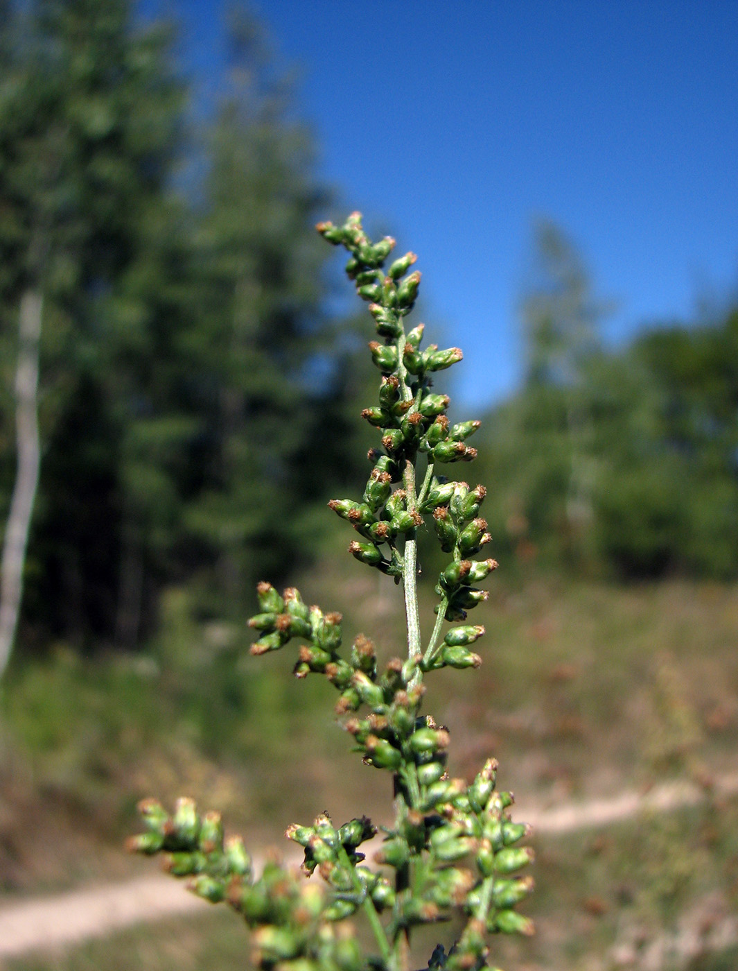 Image of Artemisia campestris specimen.