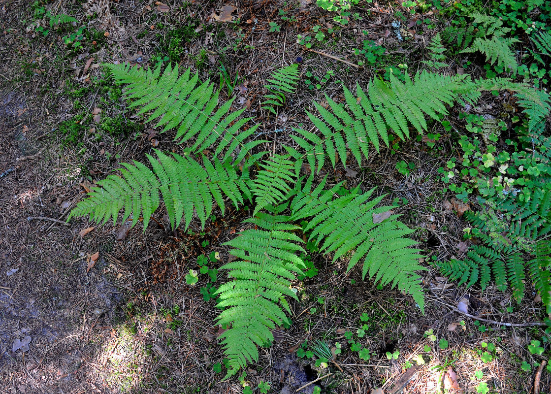 Изображение особи Dryopteris filix-mas.