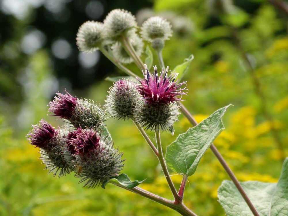 Изображение особи Arctium tomentosum.