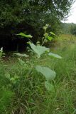 Abutilon theophrasti