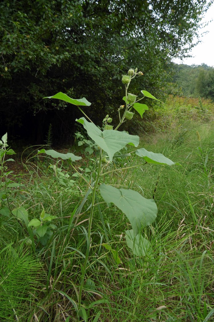 Изображение особи Abutilon theophrasti.