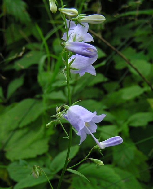 Изображение особи Adenophora pereskiifolia.