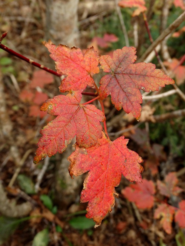 Image of Acer ukurunduense specimen.