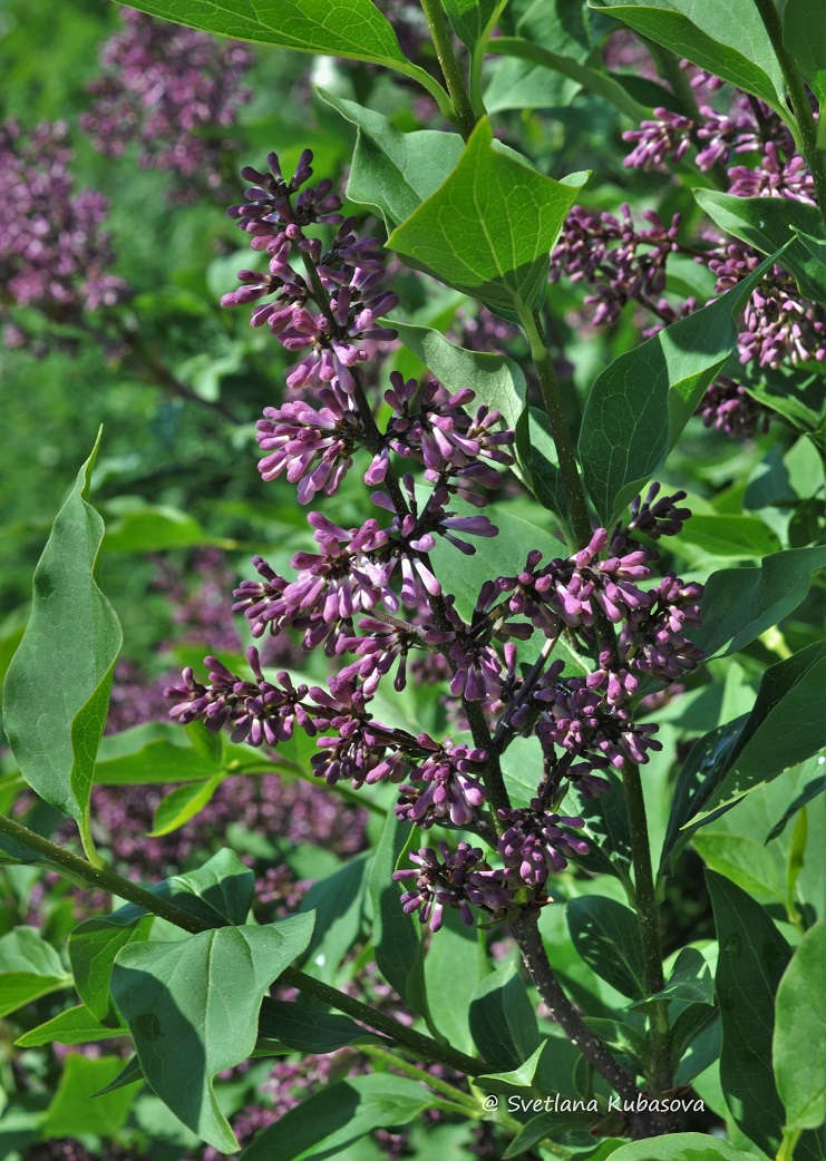 Image of Syringa pubescens ssp. patula specimen.