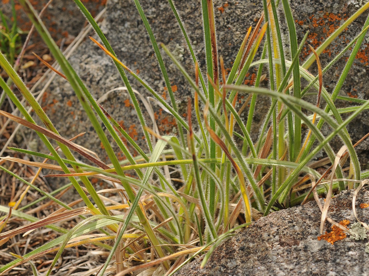 Image of genus Helictotrichon specimen.