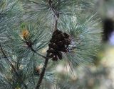 Pinus peuce. Ветвь с шишкой и микростробилами. Санкт-Петербург, Ботанический сад БИН РАН. 10.06.2015.