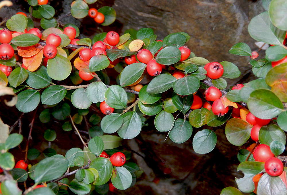 Изображение особи Cotoneaster horizontalis.