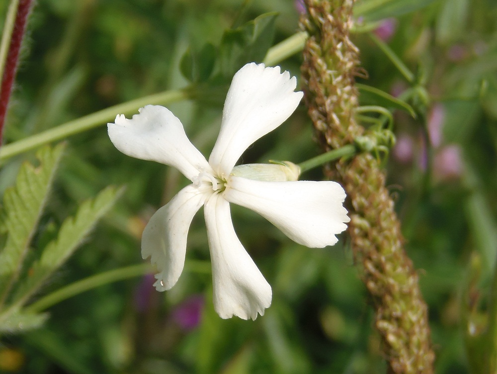 Изображение особи Dianthus elongatus.