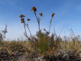 Filifolium sibiricum