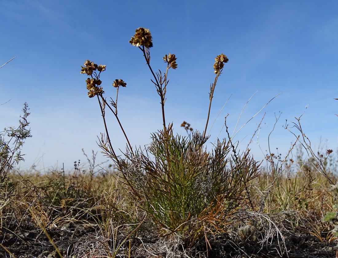 Изображение особи Filifolium sibiricum.