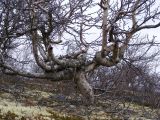 genus Betula. Одиночное растение в лесотундре в начале вегетационного периода. Кольский п-ов, Восточный Мурман. 11.06.2010.