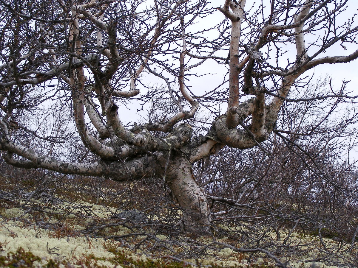 Image of genus Betula specimen.