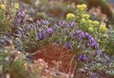 Oxytropis kusnetzovii