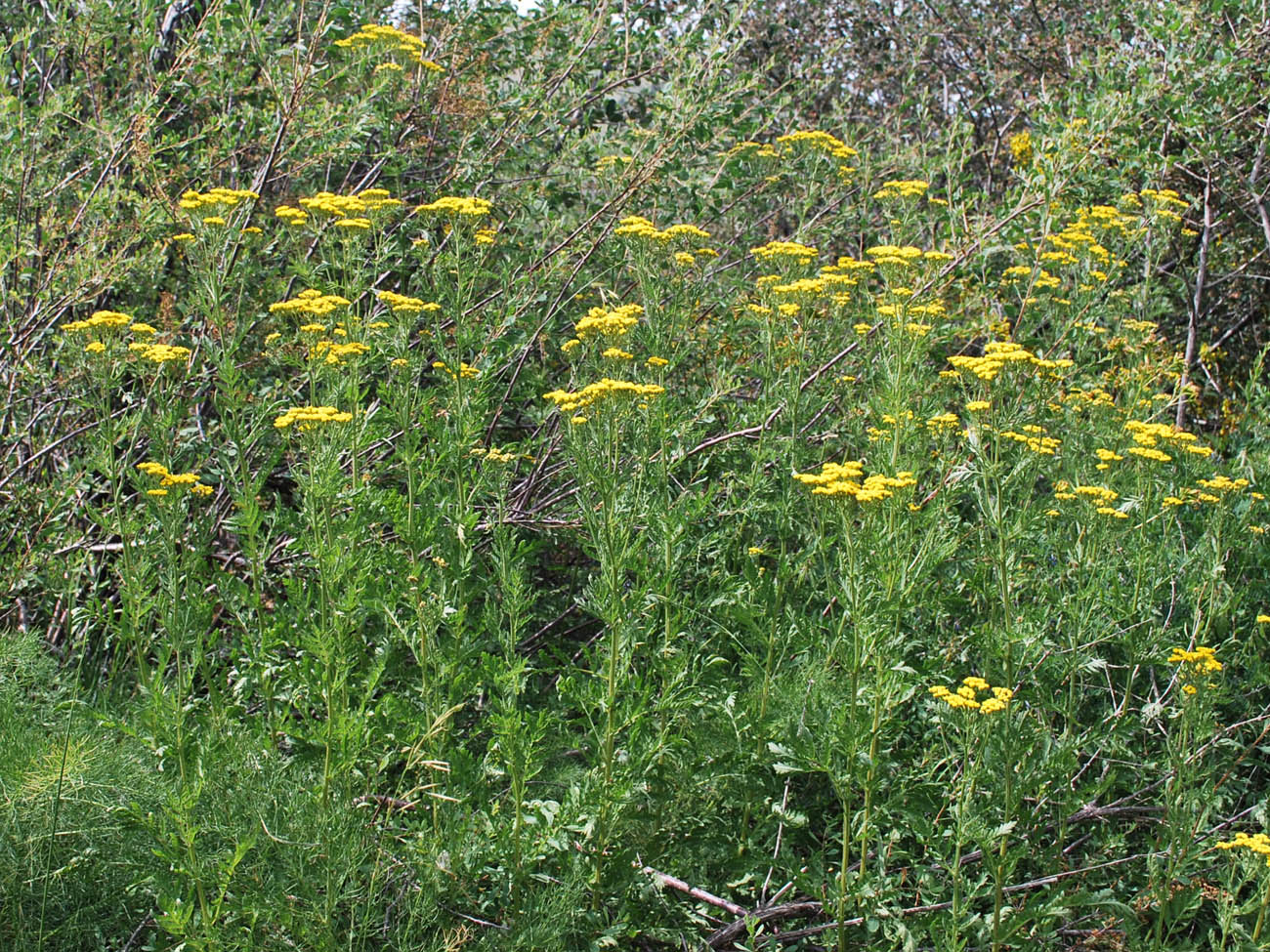 Image of Tanacetum pseudachillea specimen.