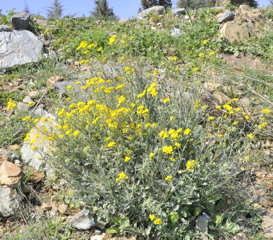Изображение особи Aurinia saxatilis.