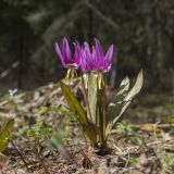 Erythronium sibiricum