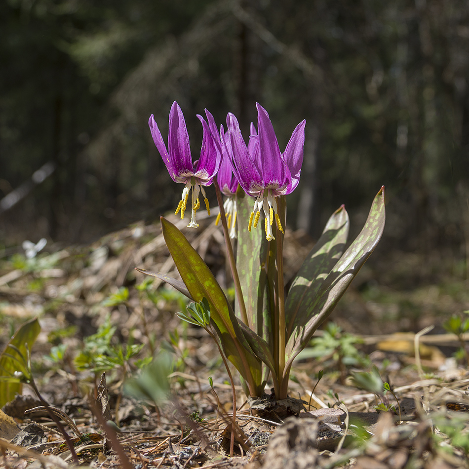 Image of Erythronium sibiricum specimen.