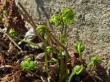 Cryptogramma acrostichoides. Разворачивающиеся вайи. Магаданская обл., окр. Магадана, бухта Нагаева, Моргородок, курумник на крутом склоне сопки. 24.05.2016.