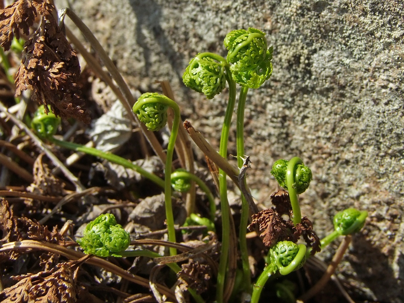 Изображение особи Cryptogramma acrostichoides.