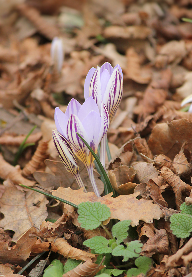 Изображение особи Crocus reticulatus.