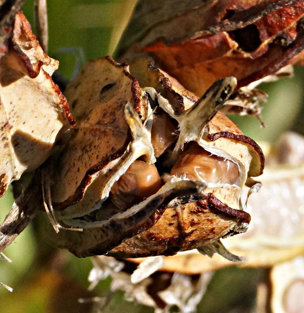 Image of Iris halophila specimen.