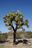 Yucca brevifolia