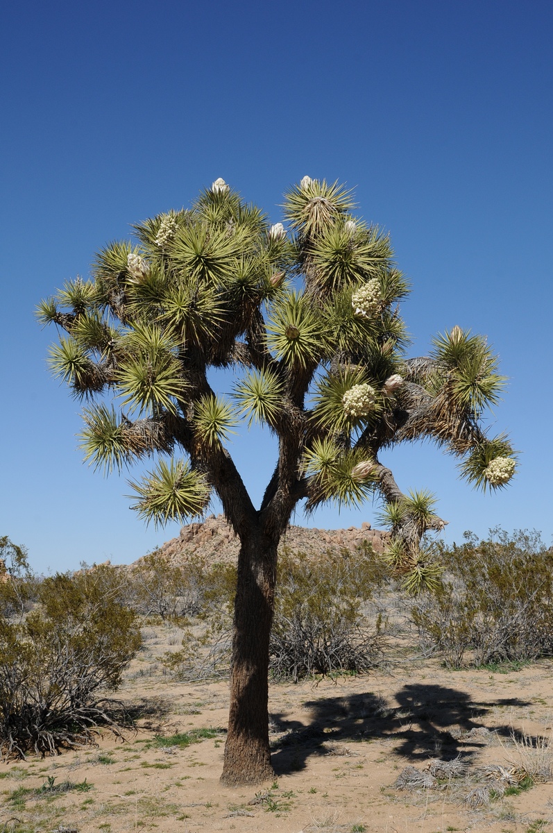 Изображение особи Yucca brevifolia.