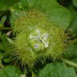 Passiflora foetida