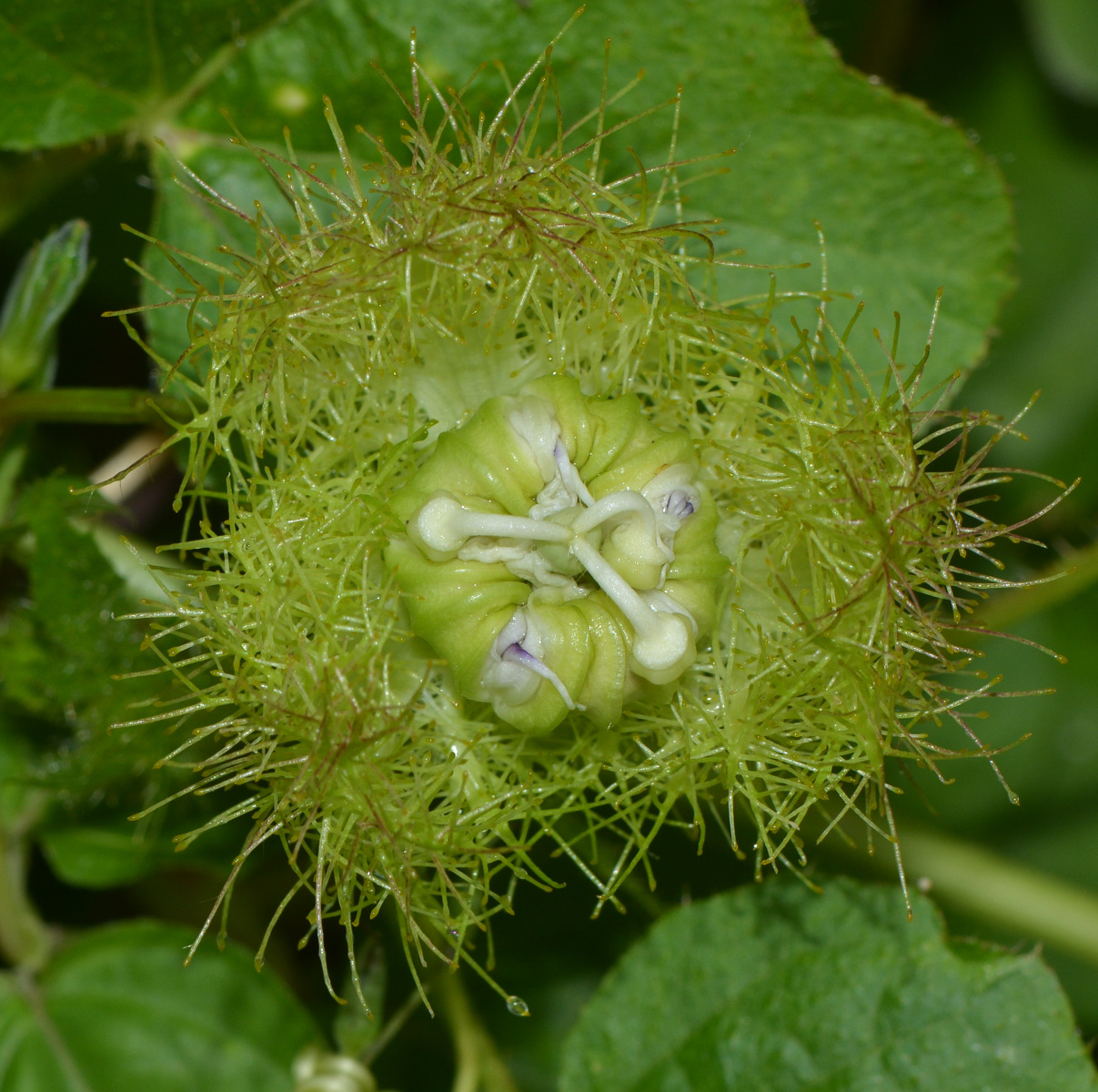 Image of Passiflora foetida specimen.