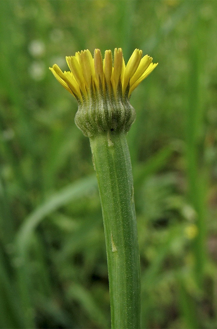 Image of Arnoseris minima specimen.