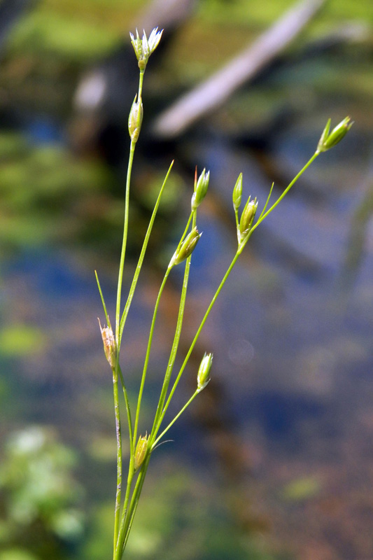 Изображение особи Juncus bufonius.