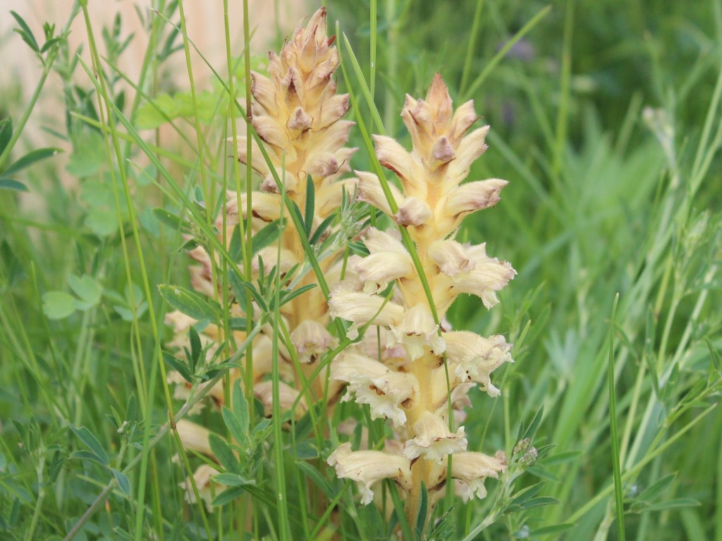 Image of Orobanche lutea specimen.