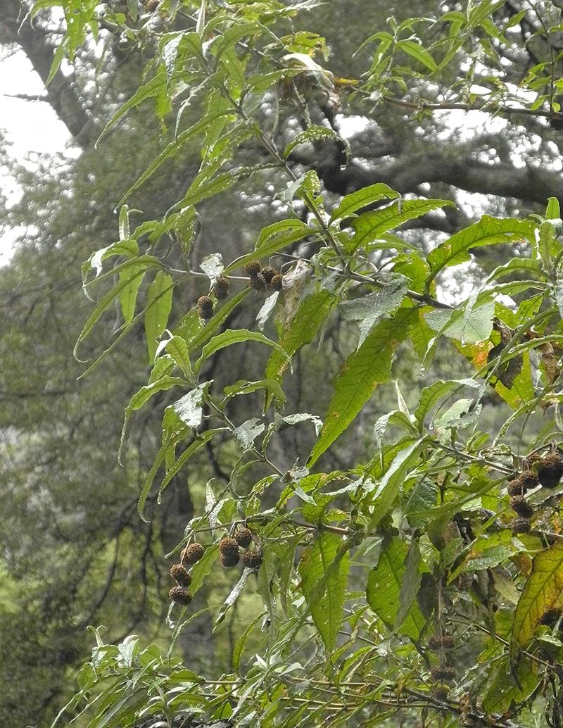Image of Buddleja globosa specimen.