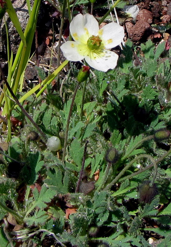 Image of Papaver alboroseum specimen.