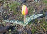 Tulipa alberti