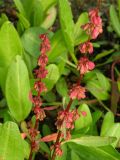 Rumex arcticus. Верхушка плодоносящего растения. Мурманская обл., г. Кировск, ПАБСИ, в культуре. 03.08.2012.