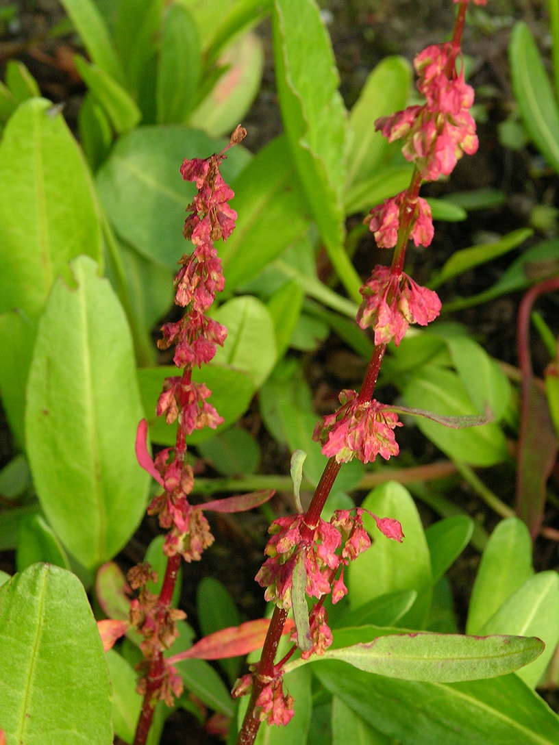 Image of Rumex arcticus specimen.