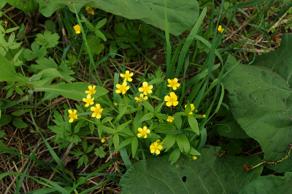 Image of genus Ranunculus specimen.