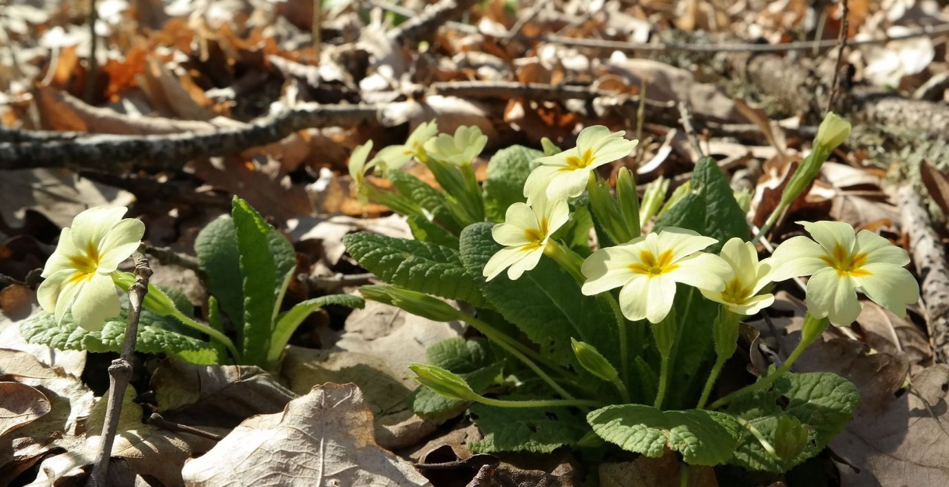 Image of Primula vulgaris specimen.