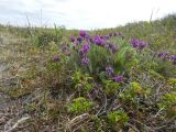 Oxytropis erecta. Цветущее растение. Камчатский край, Петропавловск-Камчатский городской округ, Халактырский пляж, берег Авачинского залива, устье реки Халактырка, приморский луг на террасе. 07.06.2017.