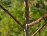 &times; Crataegosorbus miczurinii