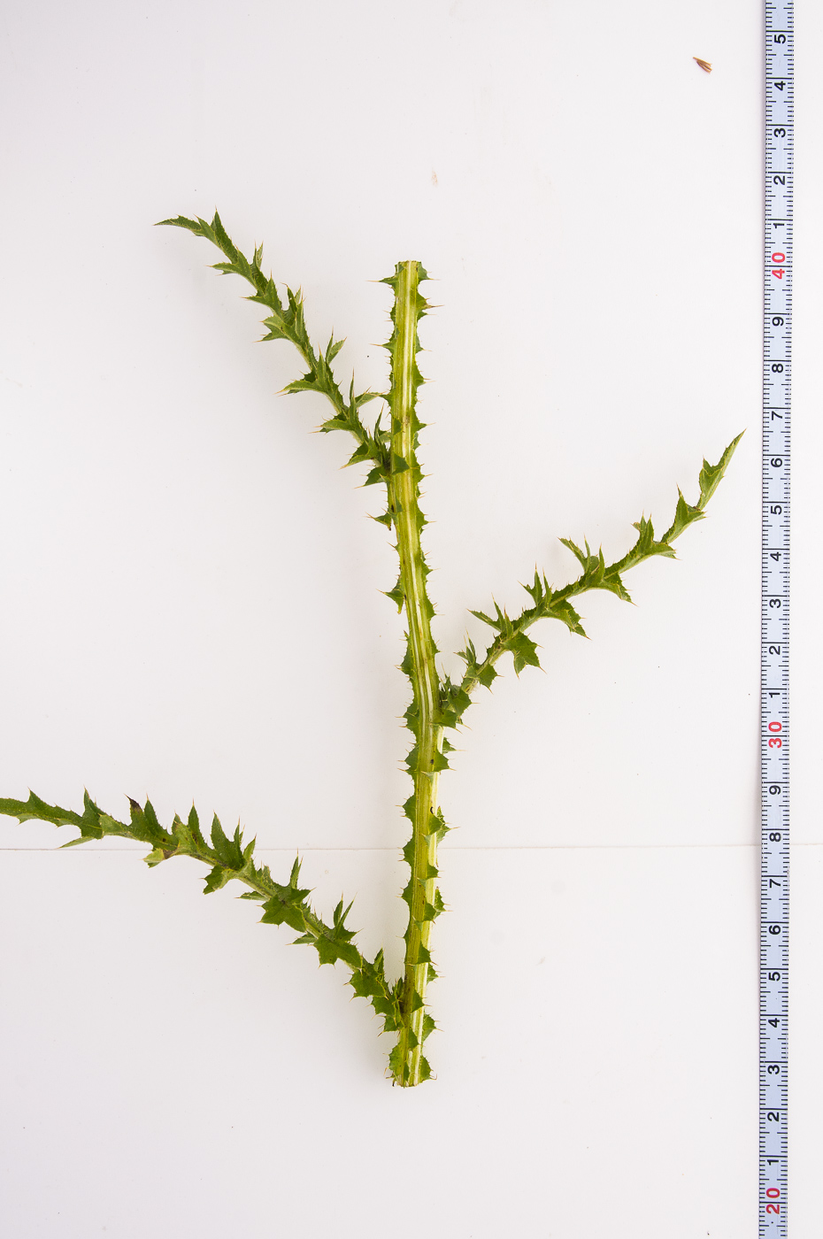 Image of Carduus acanthoides specimen.