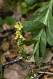 Verbascum thapsus