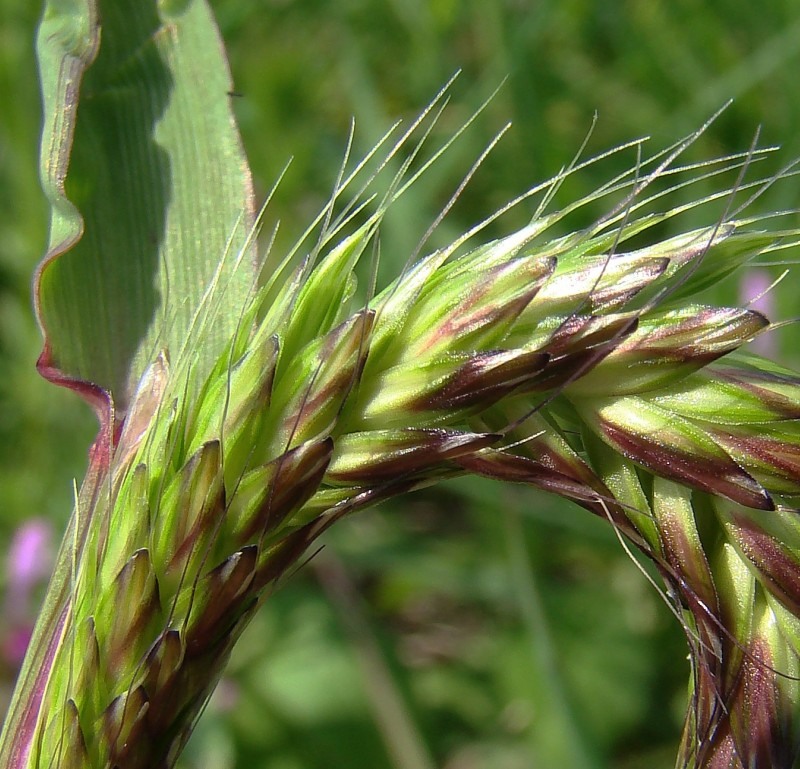 Image of Alopecurus myosuroides specimen.