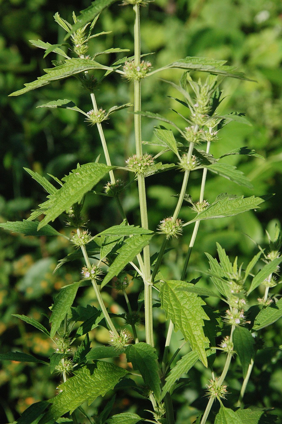 Изображение особи Chaiturus marrubiastrum.