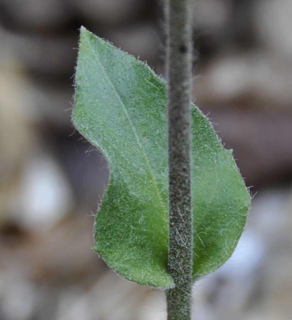 Изображение особи род Hieracium.