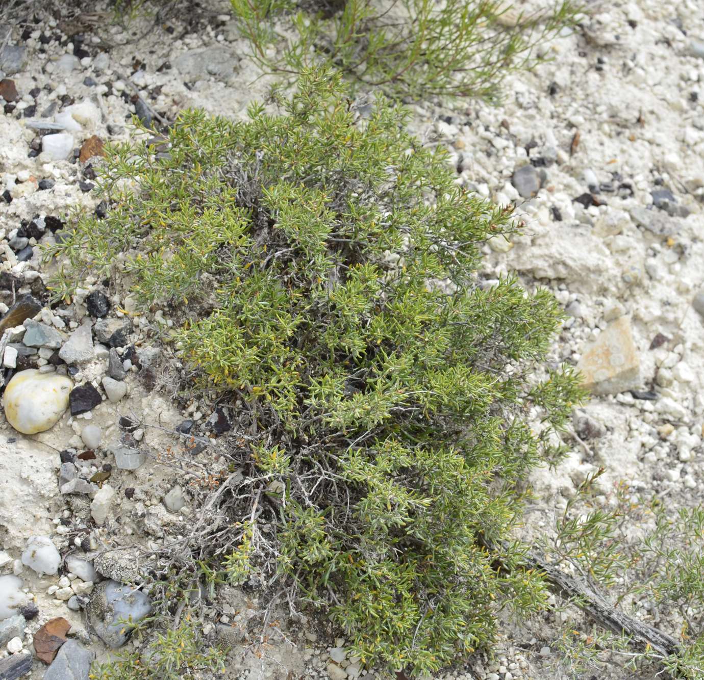 Image of Atraphaxis decipiens specimen.